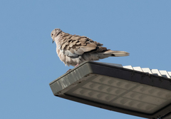 Streptopelia decaocto