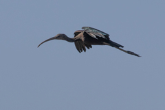 Plegadis falcinellus