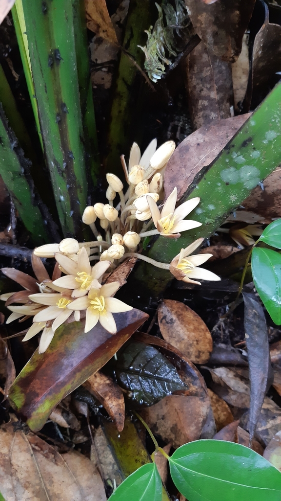 Curculigo seychellensis