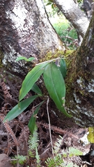 Polystachya concreta