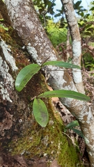 Polystachya concreta