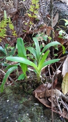 Polystachya concreta