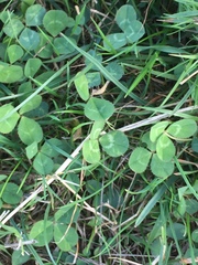Trifolium repens
