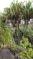 Martellidendron hornei