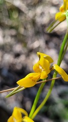Diuris aurea