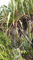 Martellidendron hornei
