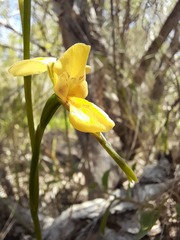 Diuris aurea