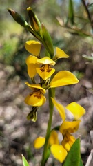 Diuris aurea