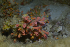 Cladopsammia gracilis