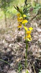 Diuris aurea