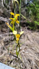 Diuris aurea