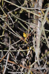 Lacomucinaea lineata