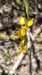 Diuris aurea