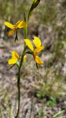 Diuris aurea