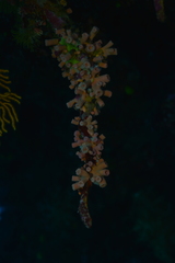 Cladopsammia gracilis