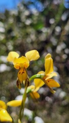 Diuris aurea