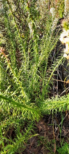 Image of Hebenstretia robusta by (c) Karen Eichholz, some rights reserved (CC BY)