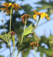 Forpus xanthopterygius