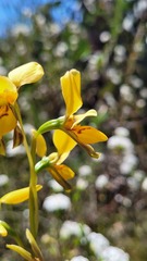 Diuris aurea