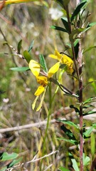 Diuris aurea