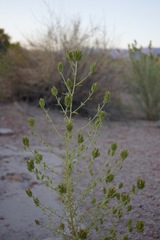 Cordylanthus ramosus