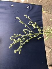 Chenopodium album pedunculare