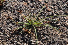 Cyperus usitatus