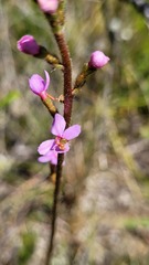 Stylidium lineare