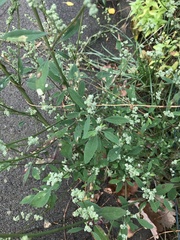 Chenopodium album pedunculare