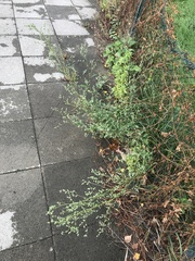 Chenopodium album pedunculare