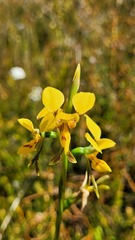 Diuris aurea