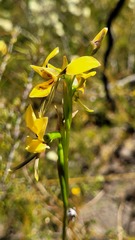 Diuris aurea