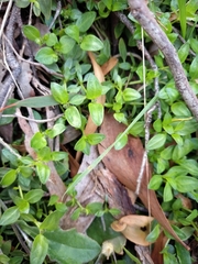Opercularia ovata