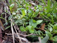 Opercularia ovata