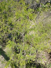 Robinia pseudoacacia