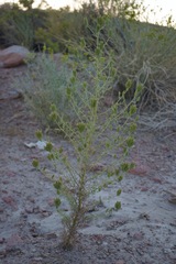 Cordylanthus ramosus