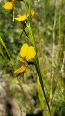 Diuris aurea
