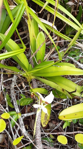 Angraecum eburneum image