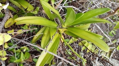 Angraecum eburneum image