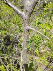 Robinia pseudoacacia