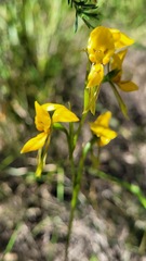 Diuris aurea