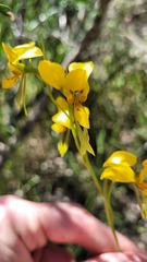 Diuris aurea