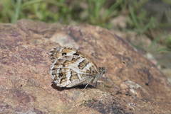 Chazara heydenreichi