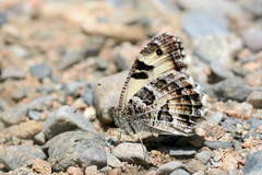 Chazara heydenreichi