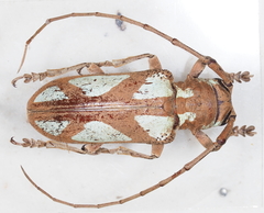 Prosopocera lactator