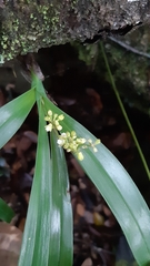 Polystachya concreta