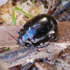 Paropsisterna angustipes