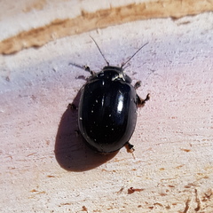 Paropsisterna angustipes