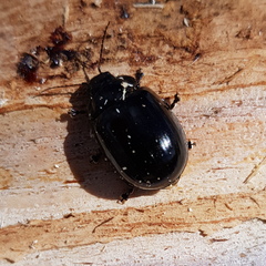 Paropsisterna angustipes