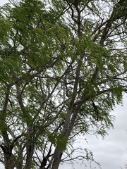 Cassia abbreviata